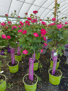 Standard Rose, Pink Double Knock Out