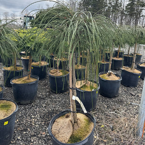 Standard Whipcord Cedar