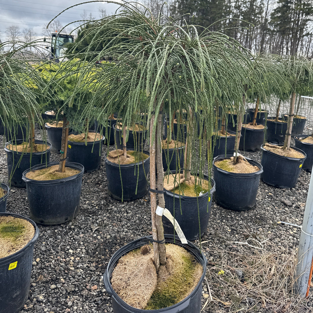 Standard Whipcord Cedar