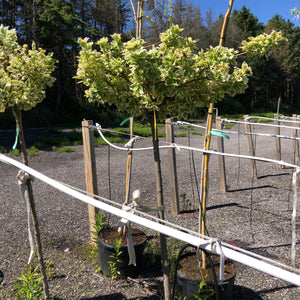 Standard Emerald Gaiety Euonymus 21