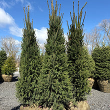Load image into Gallery viewer, Columnar Norway Spruce