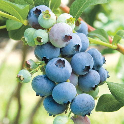 Blueberry, Bluecrop