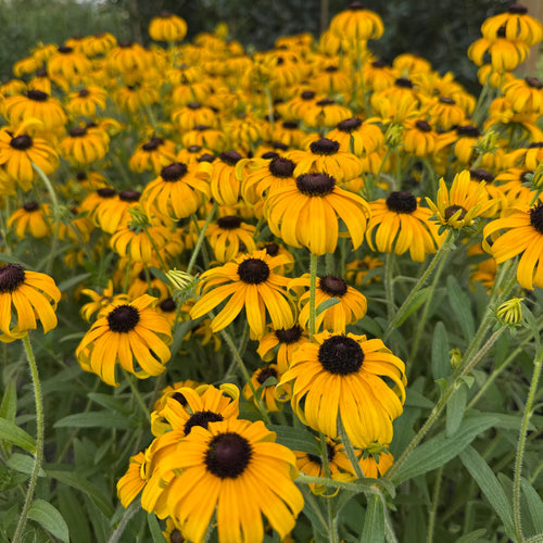 Black Eyed Susan, American Gold Rush