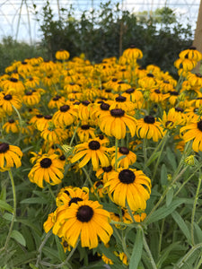 Black Eyed Susan, American Gold Rush