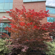 Load image into Gallery viewer, Fireglow Japanese Maple