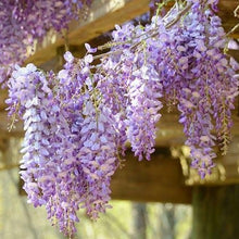 Load image into Gallery viewer, Wisteria, Amethyst Falls
