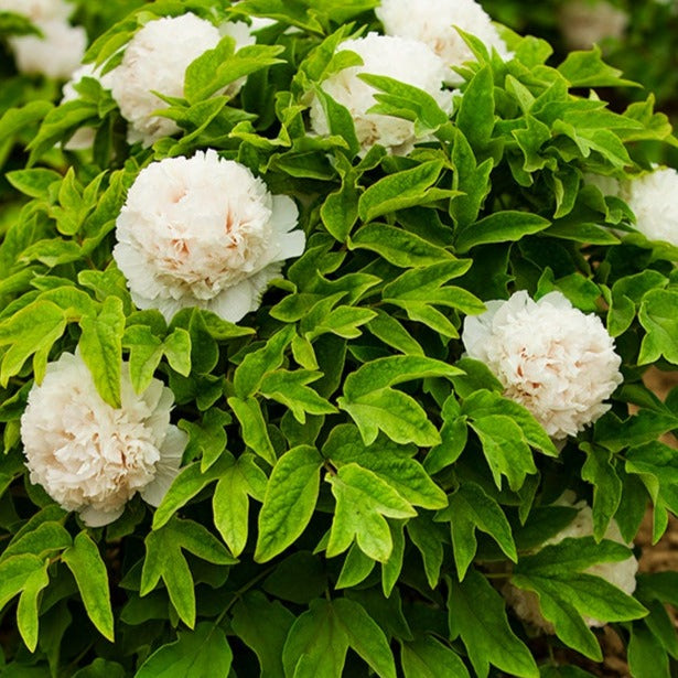 Tree Peony 雪塔