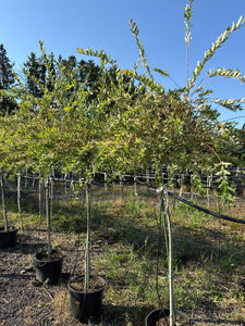 Standard Dappled Willow 53