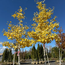 Load image into Gallery viewer, Ginkgo Tree 07