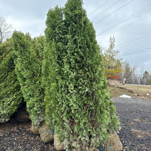 Load image into Gallery viewer, DeGroot’s Spire Cedar
