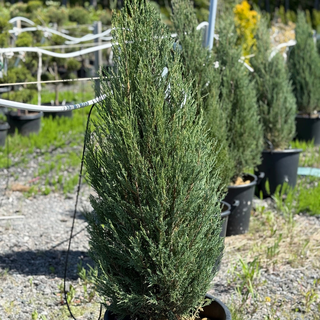 Blue Arrow Juniper 30