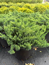 Load image into Gallery viewer, Blue Chip Juniper
