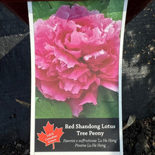 Load image into Gallery viewer, Tree Peony,Red Shandong Lotus