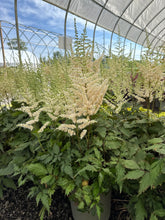 Load image into Gallery viewer, Astilbe, Visions in White