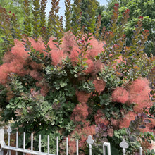Load image into Gallery viewer, Royal Purple Smokebush