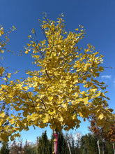 Load image into Gallery viewer, Ginkgo Tree 07