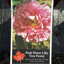 Load image into Gallery viewer, Tree Peony,Pink Water Lilly