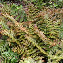 Load image into Gallery viewer, Autumn Fern, Brilliance