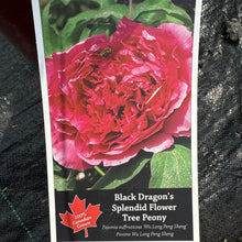 Load image into Gallery viewer, Tree Peony,Black Dragon's Splendid Flower