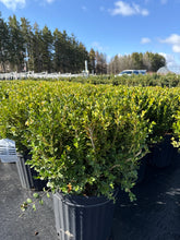 Load image into Gallery viewer, Boxwood, Winter Gem