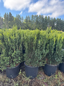 Hills Yew