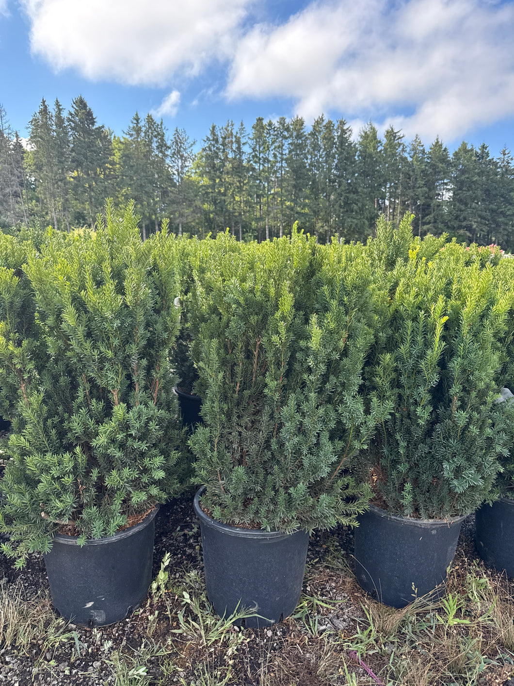 Hills Yew