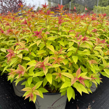Load image into Gallery viewer, Goldflame Spirea