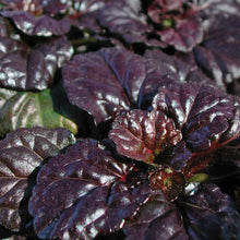 Load image into Gallery viewer, Bugleweed, Black Scallop