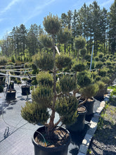 Load image into Gallery viewer, Pompom Watereri Scotch Pine 30