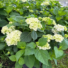 Load image into Gallery viewer, Hydrangea, Blushing Bride