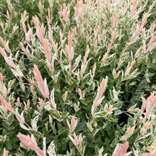 Load image into Gallery viewer, Dappled Willow, Hakuro Nishiki
