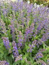 Load image into Gallery viewer, Sage, Blue by You