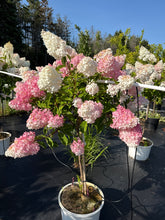 Load image into Gallery viewer, Standard Hydrangea, Vanilla Strawberry 23/24