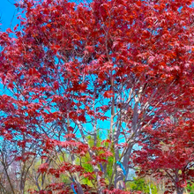 Load image into Gallery viewer, Bloodgood Japanese Maple