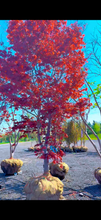 Load image into Gallery viewer, Bloodgood Japanese Maple