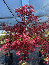 Load image into Gallery viewer, Bloodgood Japanese Maple