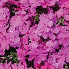 Load image into Gallery viewer, Creeping Phlox, Drummond&#39;s Pink