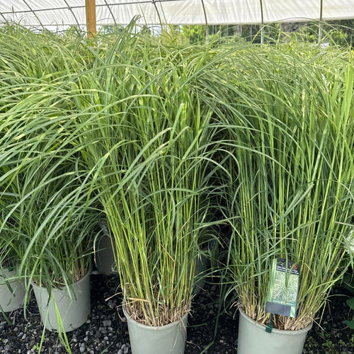 Little Zebra Maiden Grass