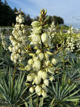 Load image into Gallery viewer, Adam’s Needle Yucca