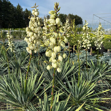 Load image into Gallery viewer, Adam’s Needle Yucca