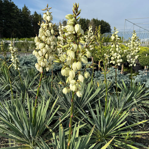 Adam’s Needle Yucca