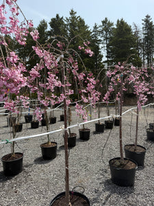 Weeping Higan Cherry 13