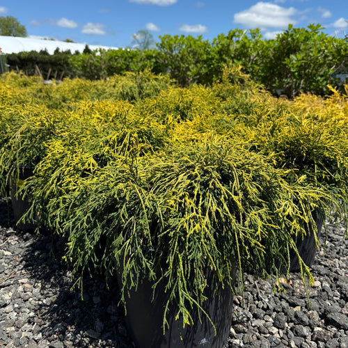 Sungold Cypress