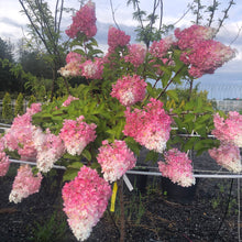 Load image into Gallery viewer, Standard Hydrangea, Vanilla Strawberry 31