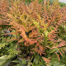 Load image into Gallery viewer, Autumn Fern, Brilliance