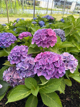 Load image into Gallery viewer, Hydrangea, Everlasting Revolution