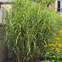 Load image into Gallery viewer, Little Zebra Maiden Grass