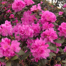 Load image into Gallery viewer, Elite PJM Rhododendron