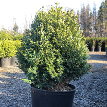 Load image into Gallery viewer, Cone Boxwood, Green Mountain