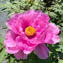Load image into Gallery viewer, Tree Peony,Pink Water Lilly